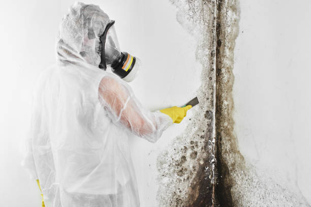 Best Toxic Mold Removal  in Whitney Point, NY