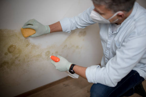 Best Local Mold Removal Service  in Whitney Point, NY