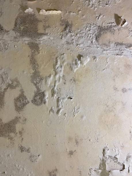 Best Commercial Mold Removal  in Whitney Point, NY