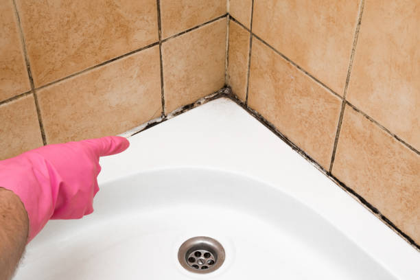 Professional Mold Removal in Whitney Point, NY