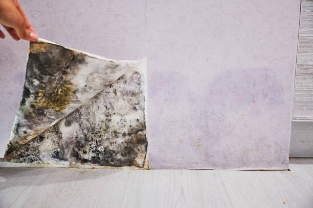 Best Mold Cleaning Services  in Whitney Point, NY